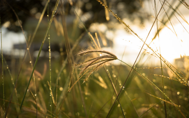 Grassy field small plants building free wallpaper - medium preview image
