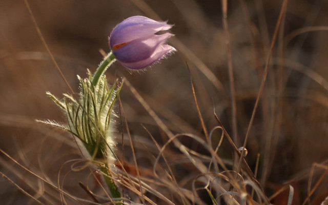 Flower drygrass weeds macro naturalism free wallpaper - medium preview image