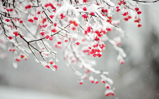 Snow red berries branch winter free wallpaper - medium preview image