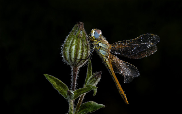 Dragonfly flower dew wings black free wallpaper - medium preview image