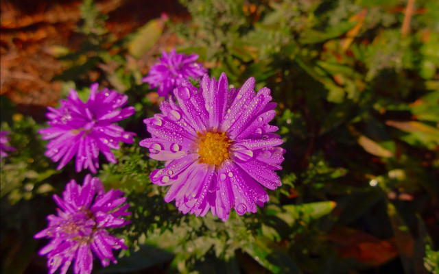 Purple flower water droplets macro #25 free wallpaper - medium preview image