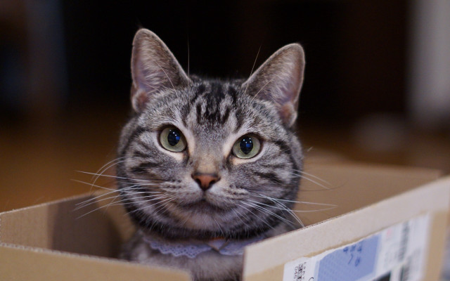 Cat white box tie blue free wallpaper - medium preview image
