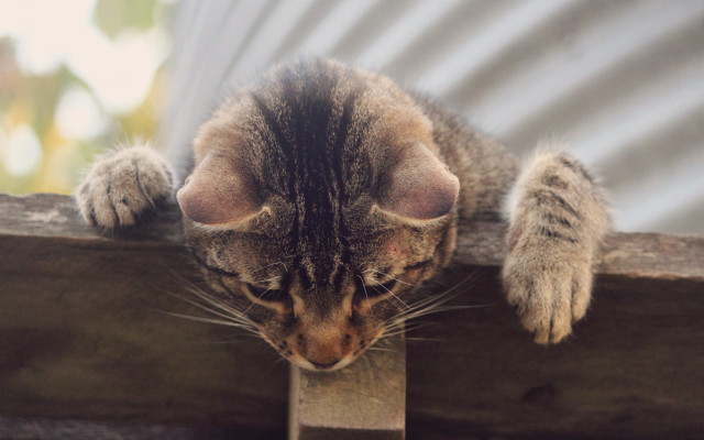 Cat ledge paw sharp claws free wallpaper - medium preview image