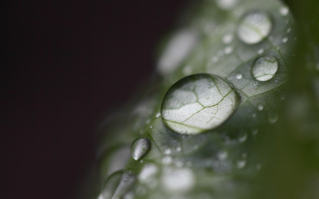 Leaf water droplets macro bokeh #5 free wallpaper - medium preview image