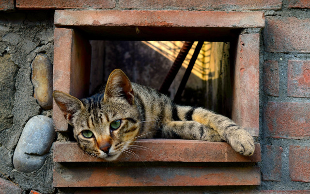 Cat window sill brick wall free wallpaper - medium preview image