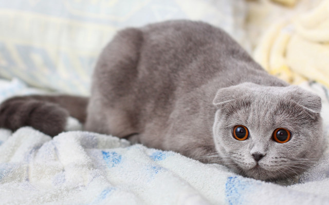 Gray cat blanket bed pastel free wallpaper - medium preview image