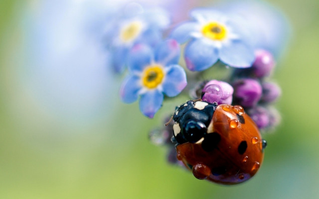 Ladybug blueflower greenbackground yellowcenter blueflowers free wallpaper - medium preview image