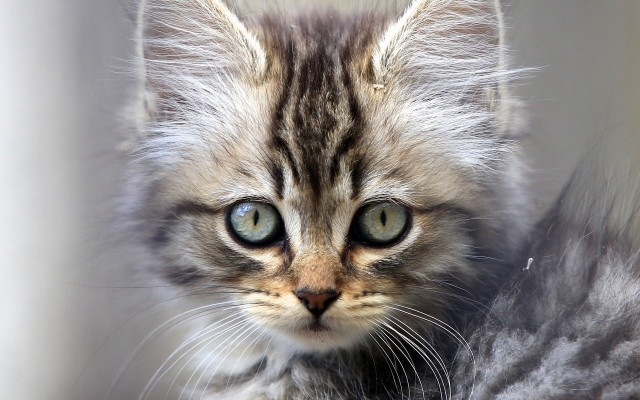 Kitten green eyes looking at free wallpaper - medium preview image