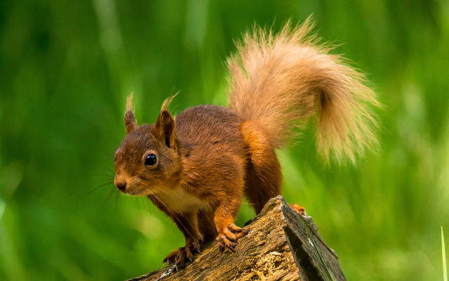 Squirrel curious blue eyes nature free wallpaper - medium preview image
