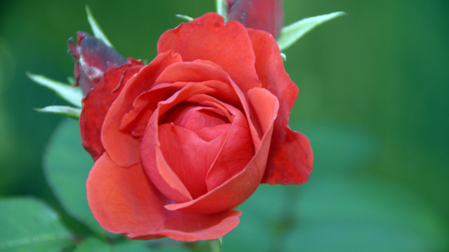 Red rose green leaves bokeh #5 free wallpaper - medium preview image