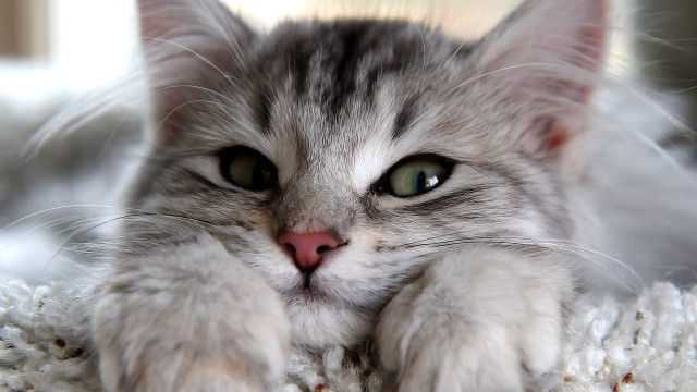 Cat blanket pillow eyes open free wallpaper - medium preview image