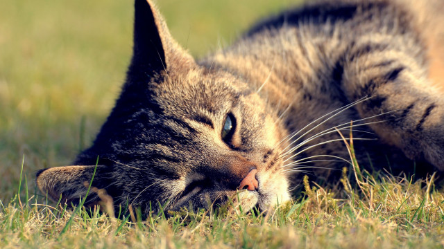 Cat laying grass closed eyes #2 free wallpaper - medium preview image