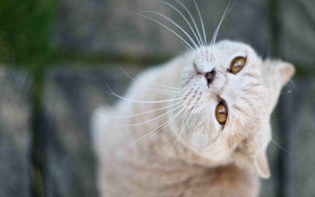 Cat yellow eyes rock wall free wallpaper - medium preview image