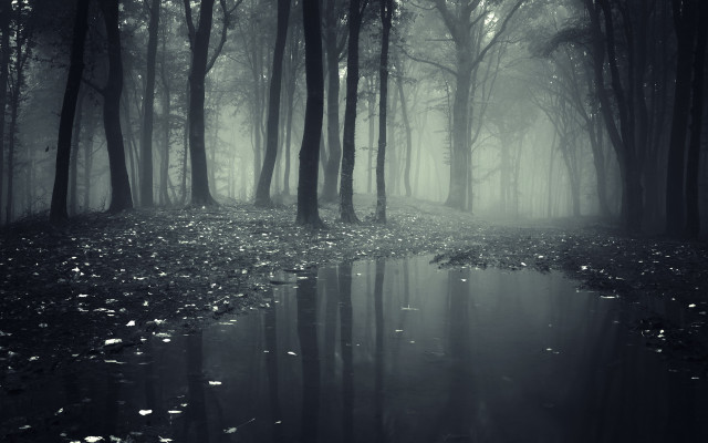 Dark forest stream fog bare free wallpaper - medium preview image