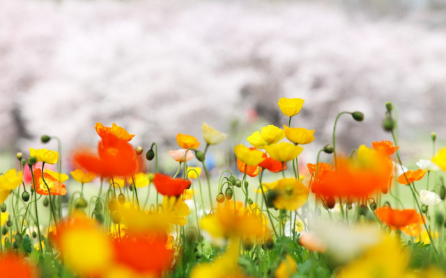 Flower field autumn blurry background free wallpaper - medium preview image