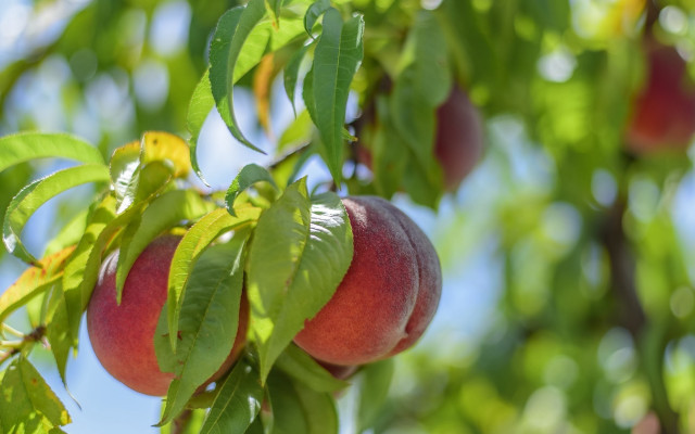 Peach tree sunny day blurry free wallpaper - medium preview image