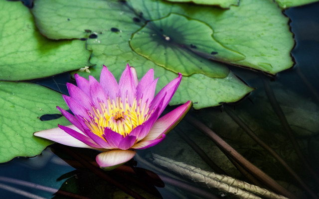 Purple flower floating pond lilies free wallpaper - medium preview image