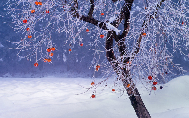 Winter snowy tree berries mountain free wallpaper - medium preview image