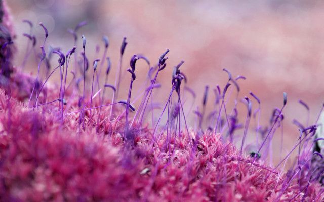 Purple wisteria cherry blossoms macro free wallpaper - medium preview image