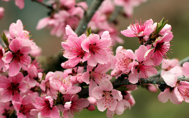 Pink flower branch blossoms macro free wallpaper - medium preview image