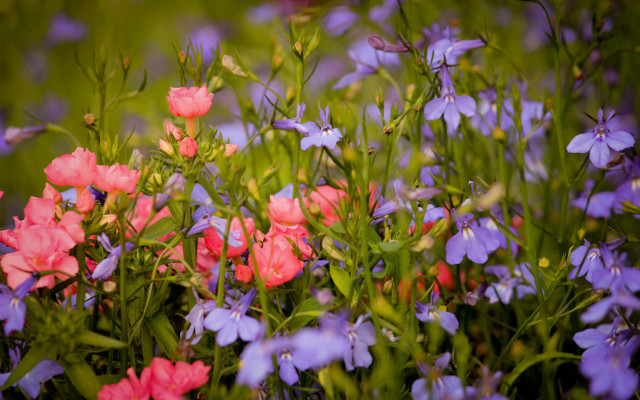 Flower field blurry background pink free wallpaper - medium preview image