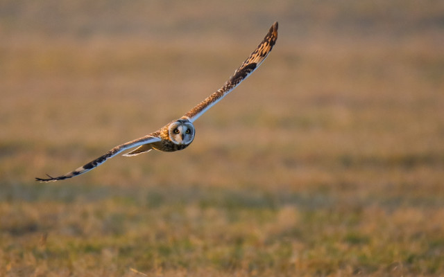 Bird flying grass blurry background free wallpaper - medium preview image