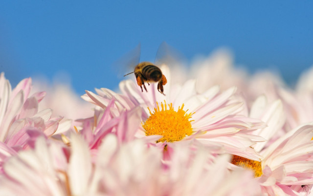 Bee flower field macro blue free wallpaper - medium preview image