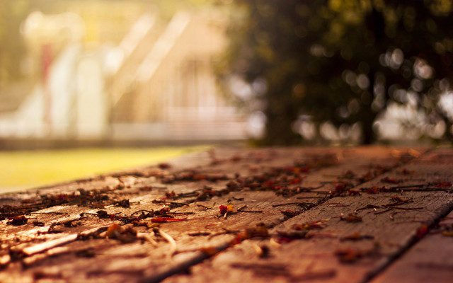 Wooden table leaves building tree free wallpaper - medium preview image