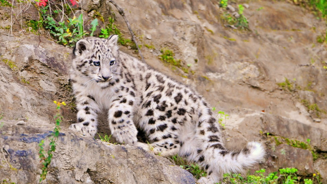 Snow leopard rock flower field free wallpaper - medium preview image