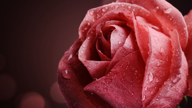 Red rose water droplets macro #61 free wallpaper for desktop - medium preview image