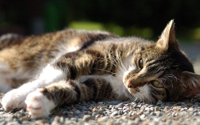 Cat laying closed eyes blurry #3 free wallpaper - medium preview image