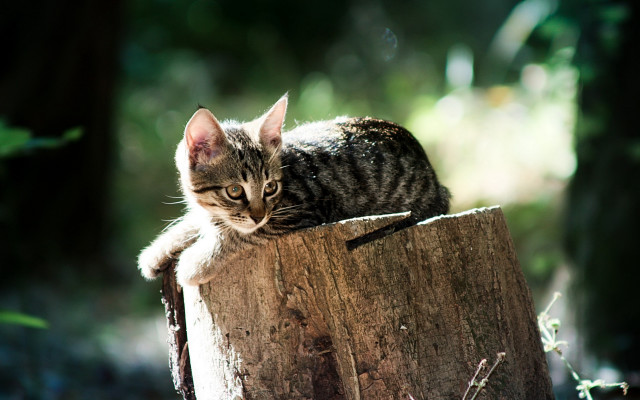 Kitten tree stump woods side free wallpaper - medium preview image