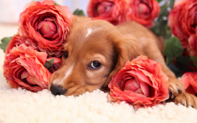 Puppy rug flowers sad camera free wallpaper - medium preview image