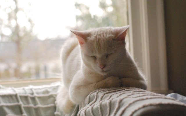 White cat sleeping couch window free wallpaper - medium preview image
