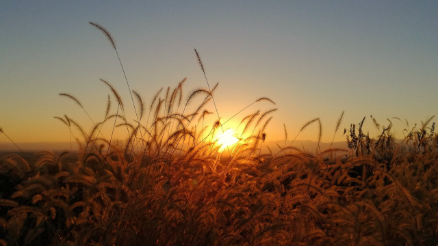 Sunset field tallgrass clouds bouchtaelhayani free wallpaper - medium preview image