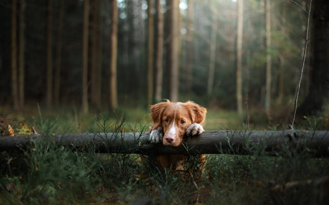Dog log woods blurry nature free wallpaper - medium preview image