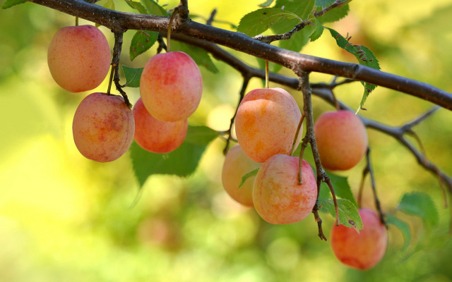Fruit hanging from tree blurry free wallpaper - medium preview image