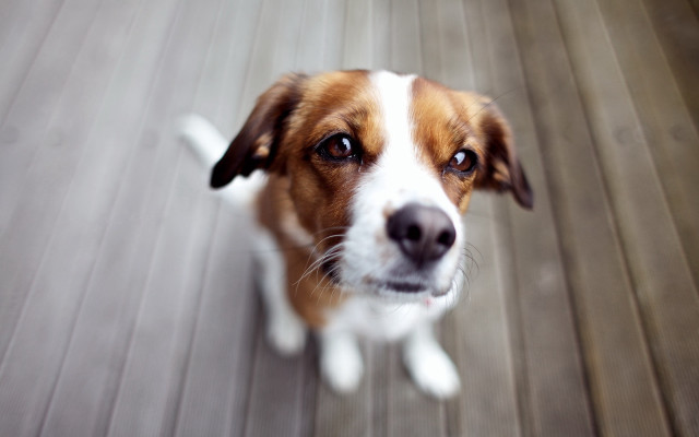Dog looking up wooden floor #2 free wallpaper - medium preview image