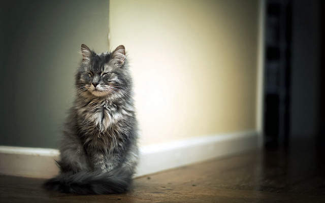 Sad cat glamor portrait old free wallpaper - medium preview image