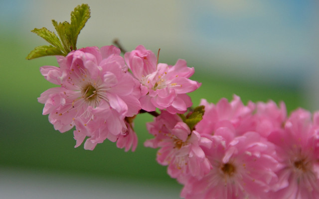 Pink flower macro closeup floral free wallpaper for desktop - medium preview image