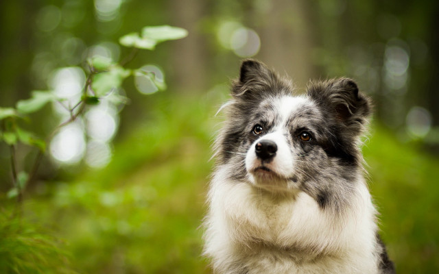 Dog shiba inu woods bokeh free wallpaper - medium preview image