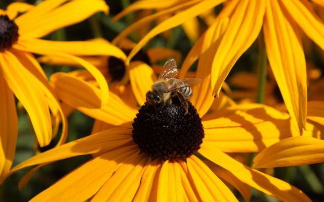 Bee yellowflower macro autumn fairy free wallpaper - medium preview image