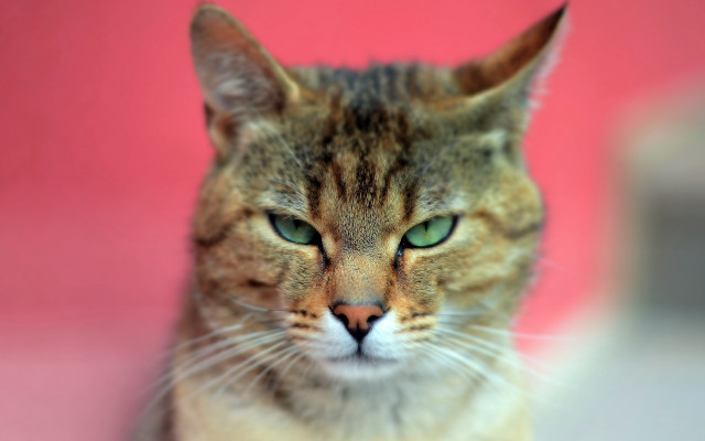 Cat green eyes pink background free wallpaper - medium preview image