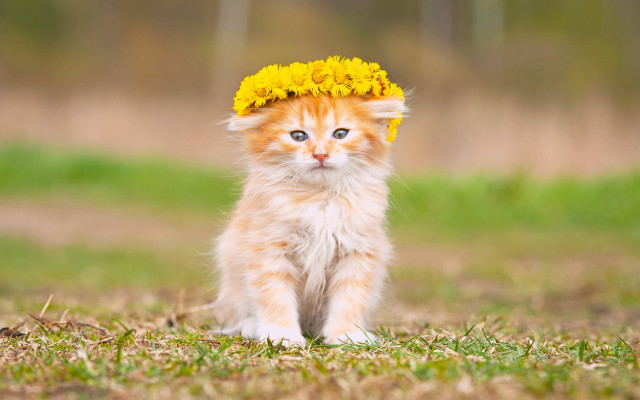 Small kitten yellow flower grass free wallpaper - medium preview image