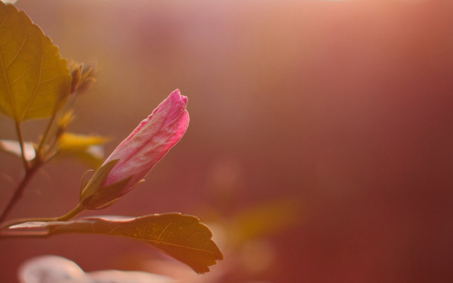 Pink flower green leaves sunbeam free wallpaper - medium preview image