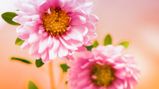 Pink flower bouquet daisy hydrangea free wallpaper - medium preview image