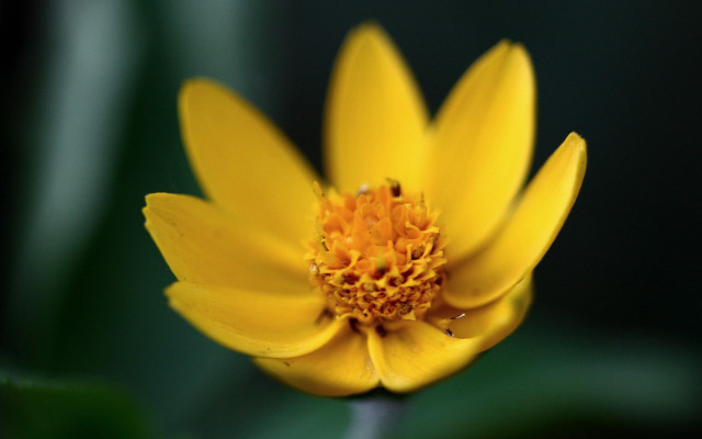 Yellow flower butterfly macro shallow free wallpaper - medium preview image