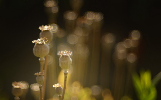 Flower bloom bokeh light stems free wallpaper - medium preview image