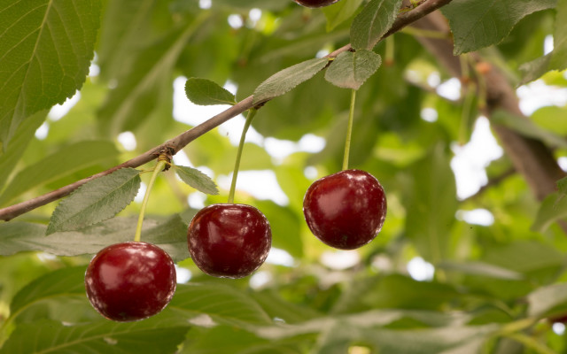 Cherry water drops bokeh 3d free wallpaper - medium preview image