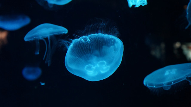 Jellyfish blue light hologram moon free wallpaper - medium preview image